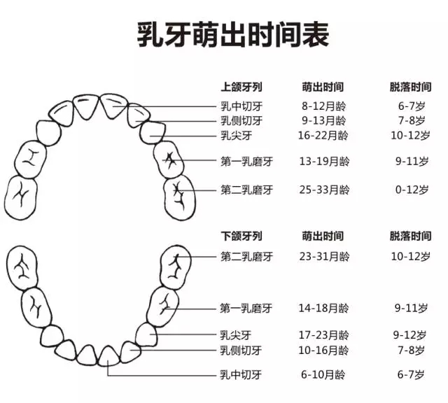 尚佳專業(yè)月嫂丨何時長牙才算正常？